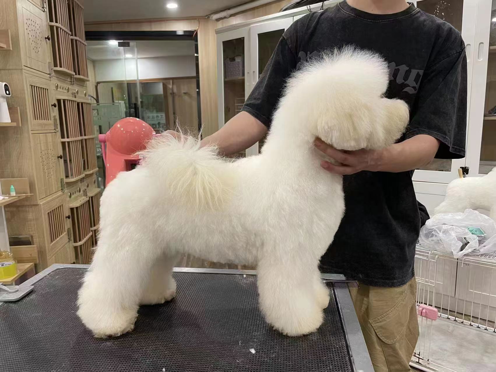 比熊幼犬，喜欢的可以了解下，图片是妈妈美完容的照片